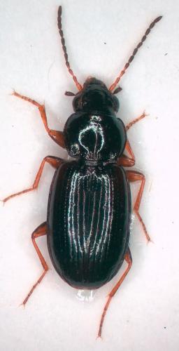 Bembidion tethys